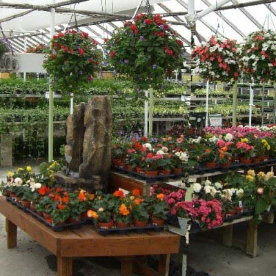 Hanging Baskets